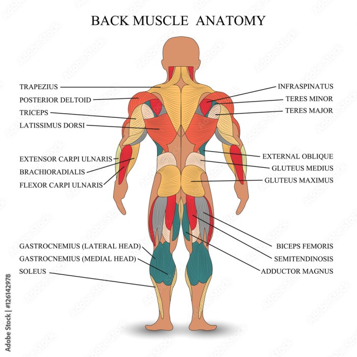 Human Back Muscle Anatomy When back pain is serious