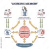 Memory Tip 1 Keyword Mnemonics