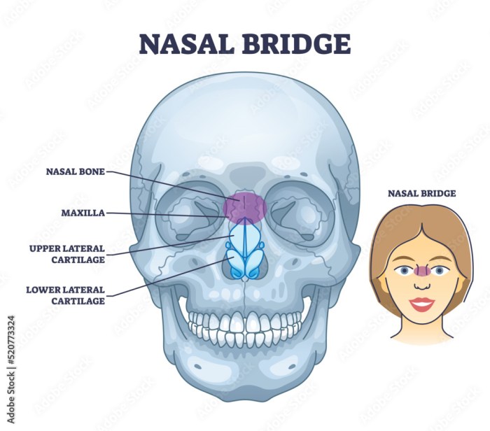 Stockvector Nasal bridge and nose bone anatomy with face cartilage ... Nasal congestion symptoms causes and treatment