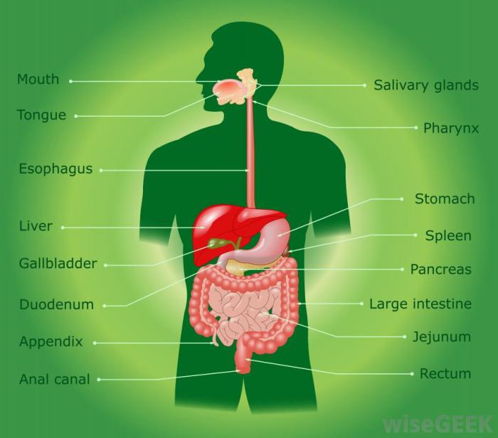 Diagram and Videos Tour the digestive system