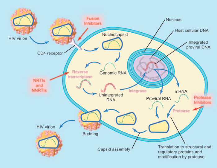 Haart highly active antiretroviral therapy
