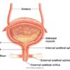 What is a Sphincter? Bodys Gatekeepers