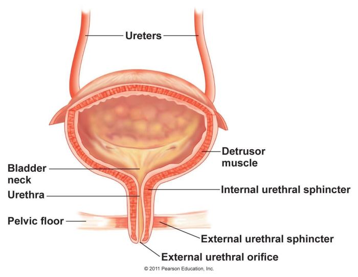 What is a sphincter