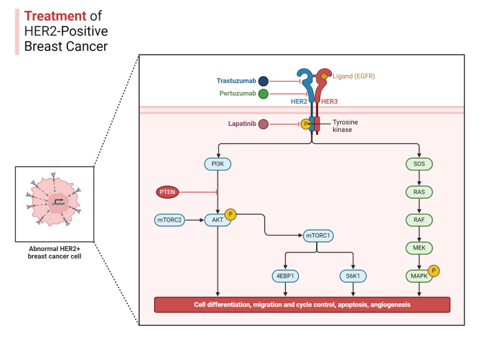 Treatments for her2 positive breast cancer