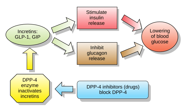 Glukagonu sličan peptid-1 – Wikipedija / Википедија Glp 1 drugs linked to wet age related macular degeneration