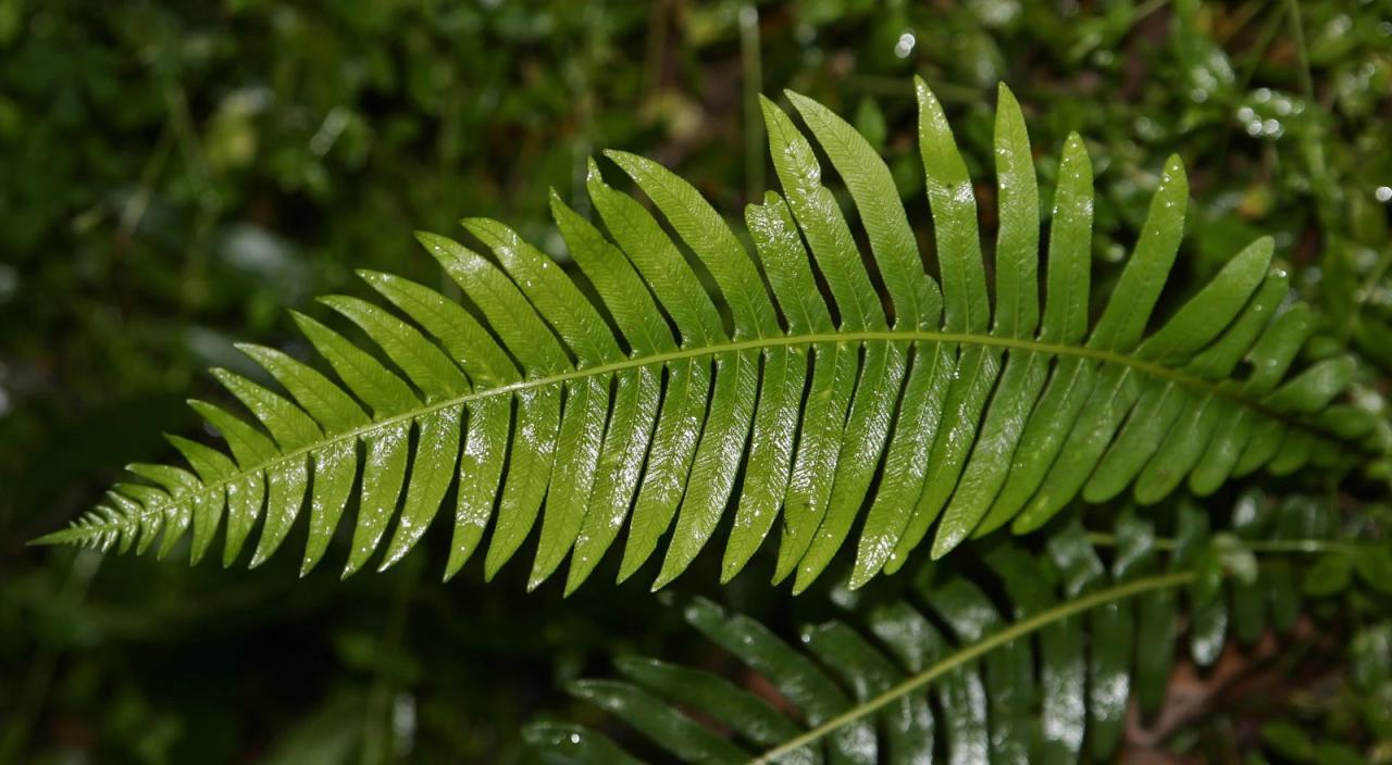 Plant Polyphenols Slow Aging Study Unveiling Secrets