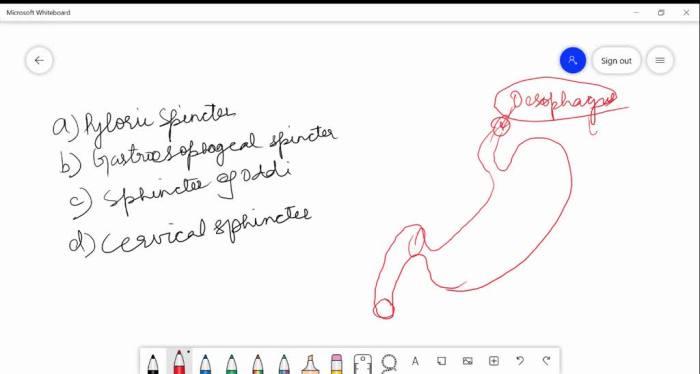 SOLVED:A muscular sphincter that regulates the opening of stomach into ... What is a sphincter