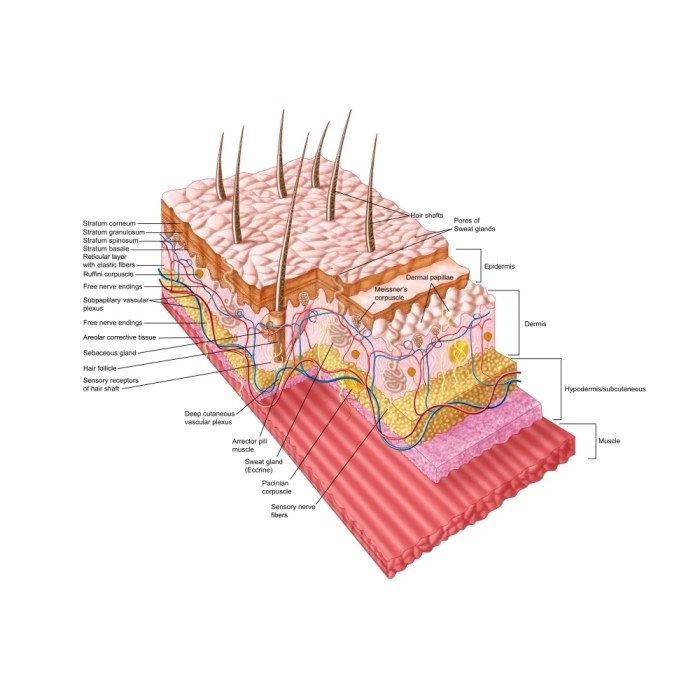 What’s Your Skin Type? Expert Tips for Healthy Skin What are skin tag patches