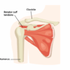 Rotator Cuff Tear Surgery A Comprehensive Guide