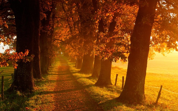 3840x2112, Beautiful Autumn Leaves On Water - Beautiful Autumn Leaves ... Fall produce for brain health