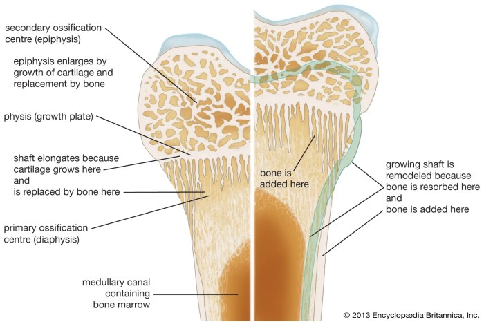 Bones Functions You Need to Know | Med-Health.net Bone modifying drugs for cancer with bone metastases