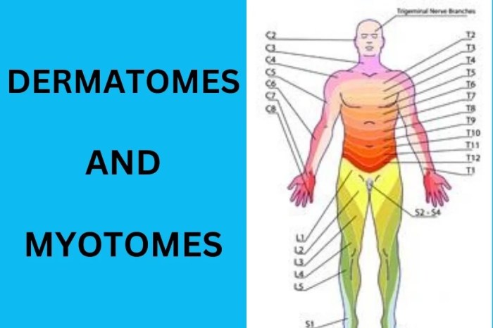 What is a myotome