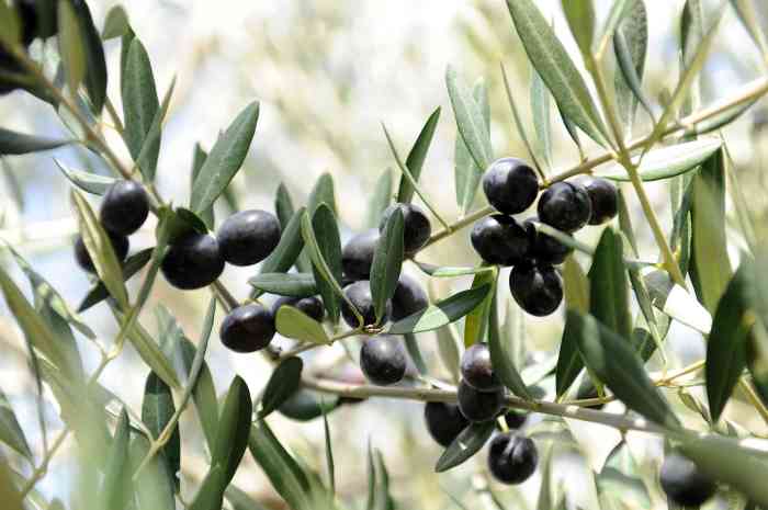 Avocado Oil vs Olive Oil - The Nutrition Insider Avocado Oil vs Olive Oil - The Nutrition Insider