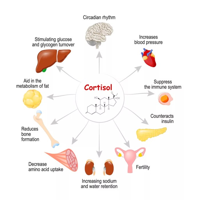 PPT - Stress PowerPoint Presentation, free download - ID:563404 The cortisol weight loss controversy