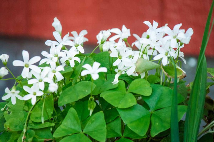 How to Grow and Care for Shamrock Indoors Plant polyphenols slow aging study