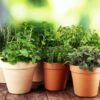How Herbs Affect Thyroid Disease