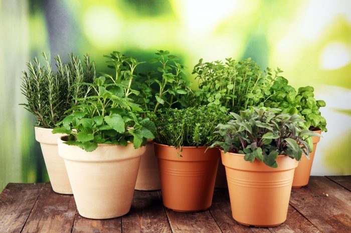How herbs can affect thyroid disease