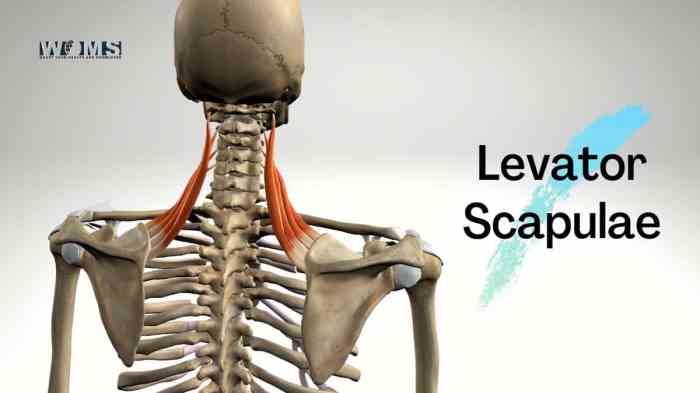 Levator Scapulae muscle: anatomy, action and important clinical conditions | Penileclinic.com What is levator ani syndrome