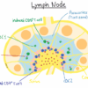 Understanding the Purpose of Lymph Nodes A Deep Dive