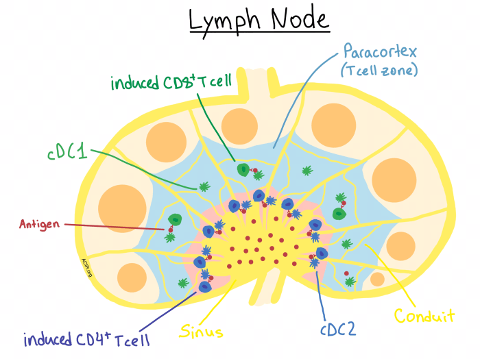 Understanding the Purpose of Lymph Nodes A Deep Dive