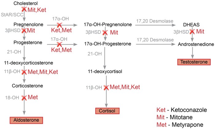 Steroid hormone metabolism - Figure 2 Steroid injections chronic back pain
