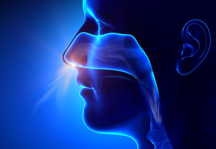 Nasal Cavity Proper Nasal congestion symptoms causes and treatment