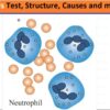What are Neutrophils P2 A Deep Dive