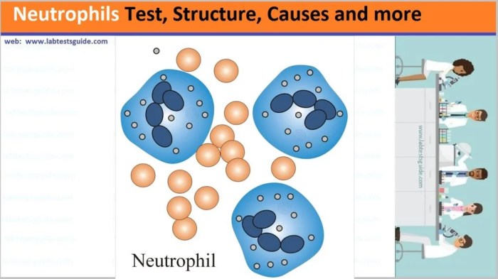 What are Neutrophils P2 A Deep Dive