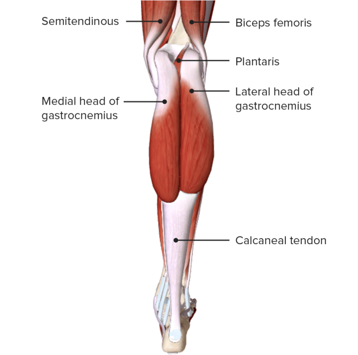 Leg: Anatomy | Concise Medical Knowledge Leg strength and brain health