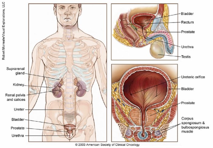 Frontiers | Exploring anti-androgen therapies in hormone dependent ... Prostate cancer survival rate