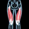 What are the Quadriceps Muscles? A Deep Dive
