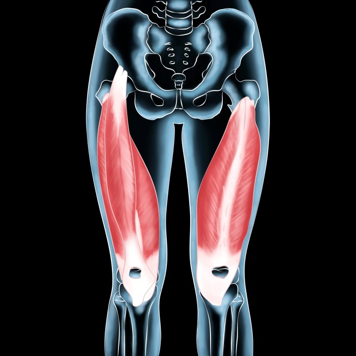 What are the quadriceps muscles