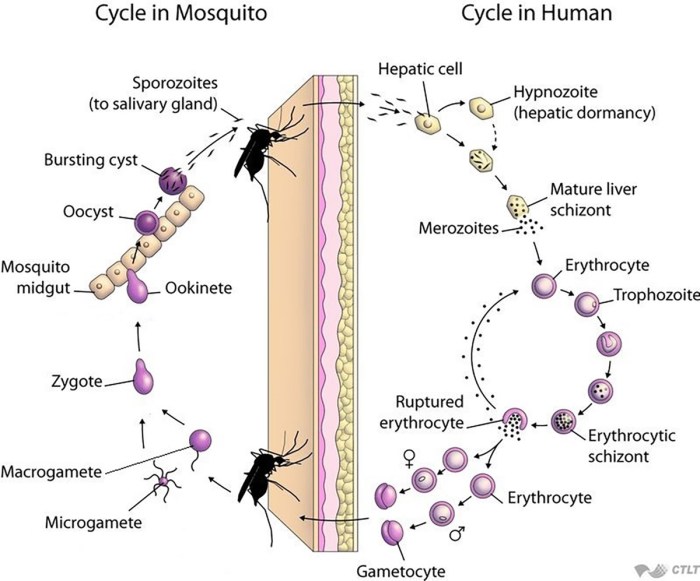 Parasitic infections of the central nervous system