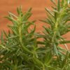 Rosemary Oil Hair Growth A Comprehensive Guide