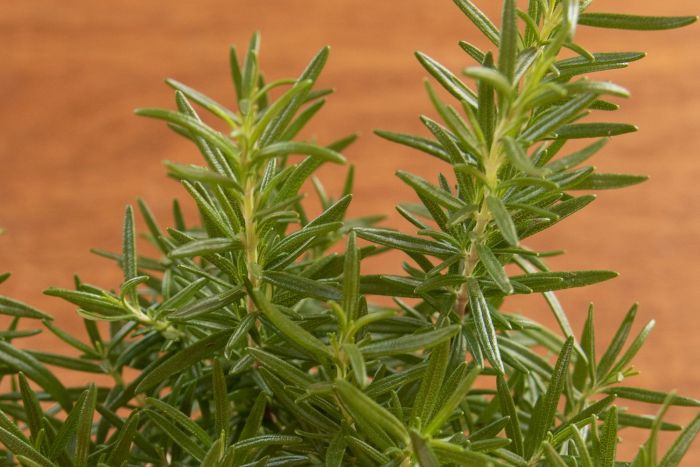 Rosemary Oil Hair Growth A Comprehensive Guide