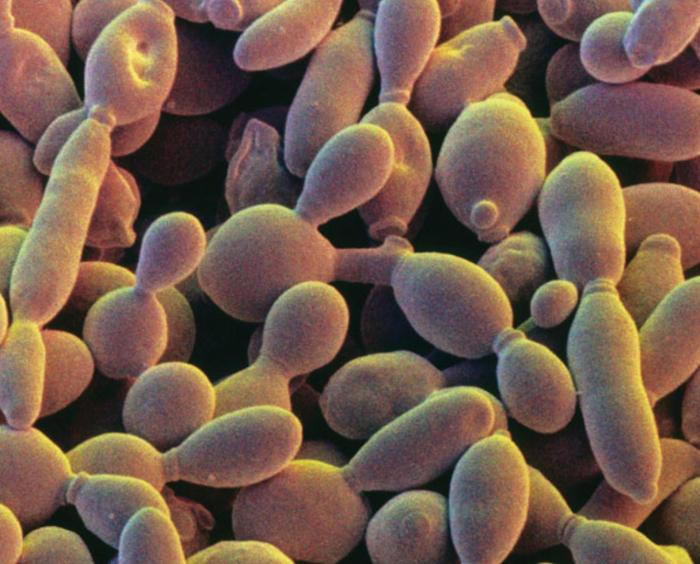 What is Saccharomyces cerevisiae? - Explore Yeast Yeast infection vs uti