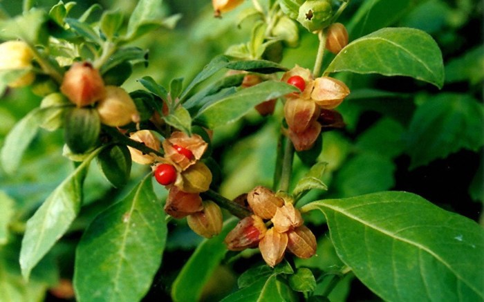 Ashwagandha benefits side effects and more