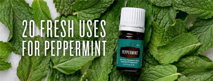 Peppermint uses dosage and more