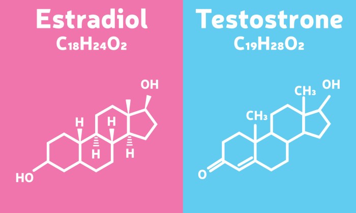 Estradiol vs estrogen why hormone levels matter