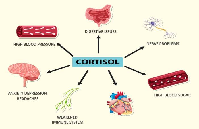 Cortisol test what to expect
