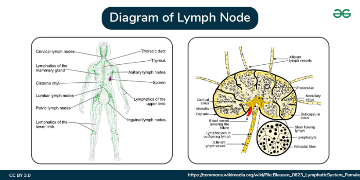 Understanding the purpose of lymph nodes