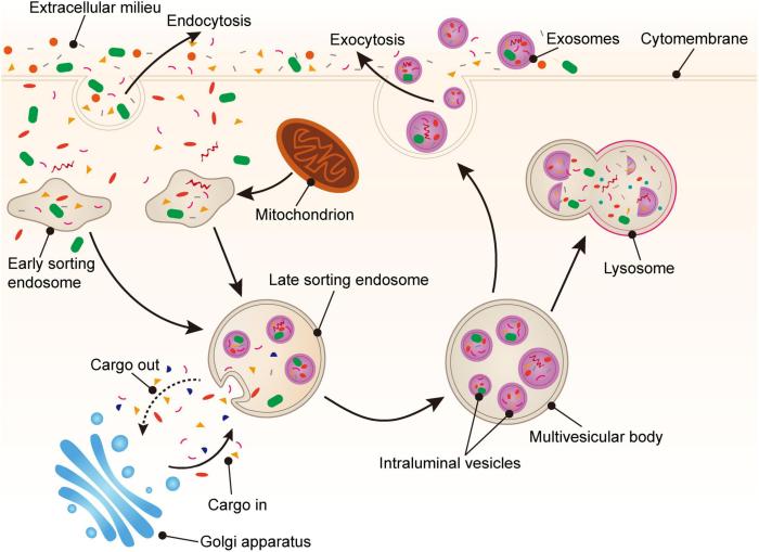 Frontiers | Platelet-promoting drug delivery efficiency for inhibition of tumor growth ... Platelet rich plasma prp injections