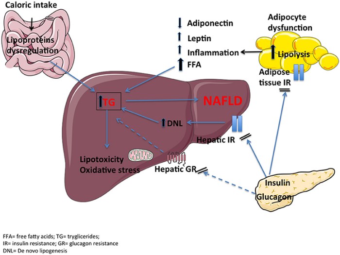 Frontiers | Future Perspectives on GLP-1 Receptor Agonists and GLP-1 ... Glp 1 drugs linked to wet age related macular degeneration