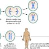 HHV-6 and Its Role in Disease A Deep Dive