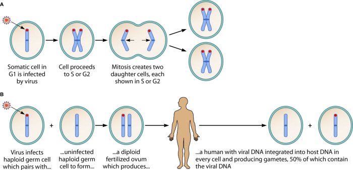 HHV-6 and Its Role in Disease A Deep Dive