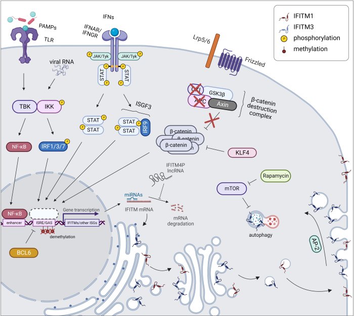 Protein weight gain or loss