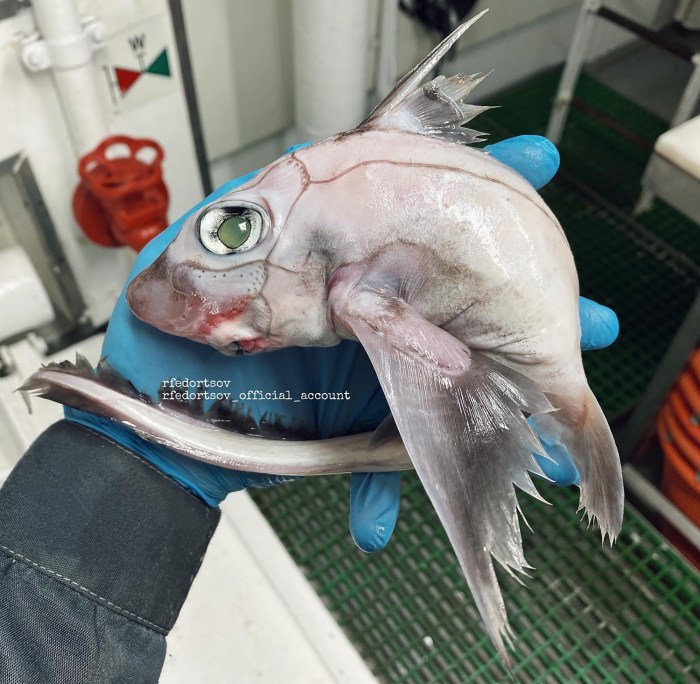 'Frankenstein fish' makes fisherman an Instagram sensation 'Frankenstein fish' makes fisherman an Instagram sensation