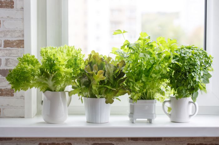 6 Beautiful Herbs To Grow in Pots or in the Garden How herbs can affect thyroid disease
