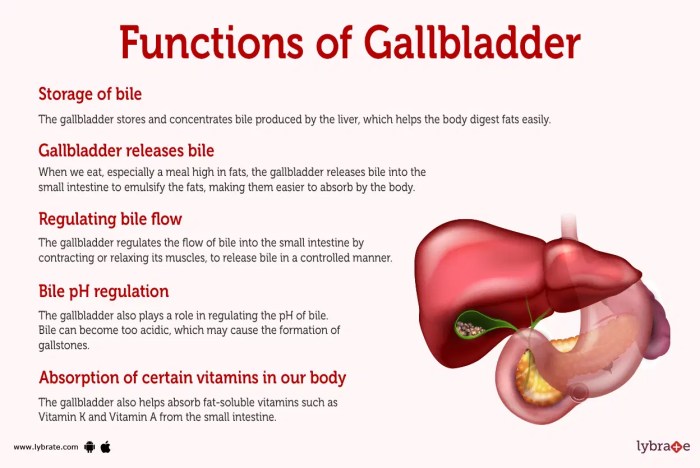 Gallbalder (Human Anatomy): Picture, Function, Diseases, Tests, and ... Gallbladder disease causes and risk factors