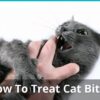 How to Treat Cat Bites and Scratches